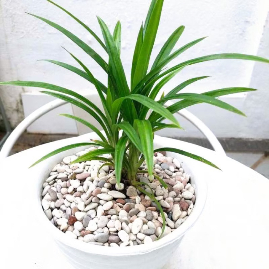 Tanaman Pandan Wangi Pohon Pandan Bumbu Masak Bibit Tanaman Pohon Pandan Siap Tanam / Tanaman Herbal