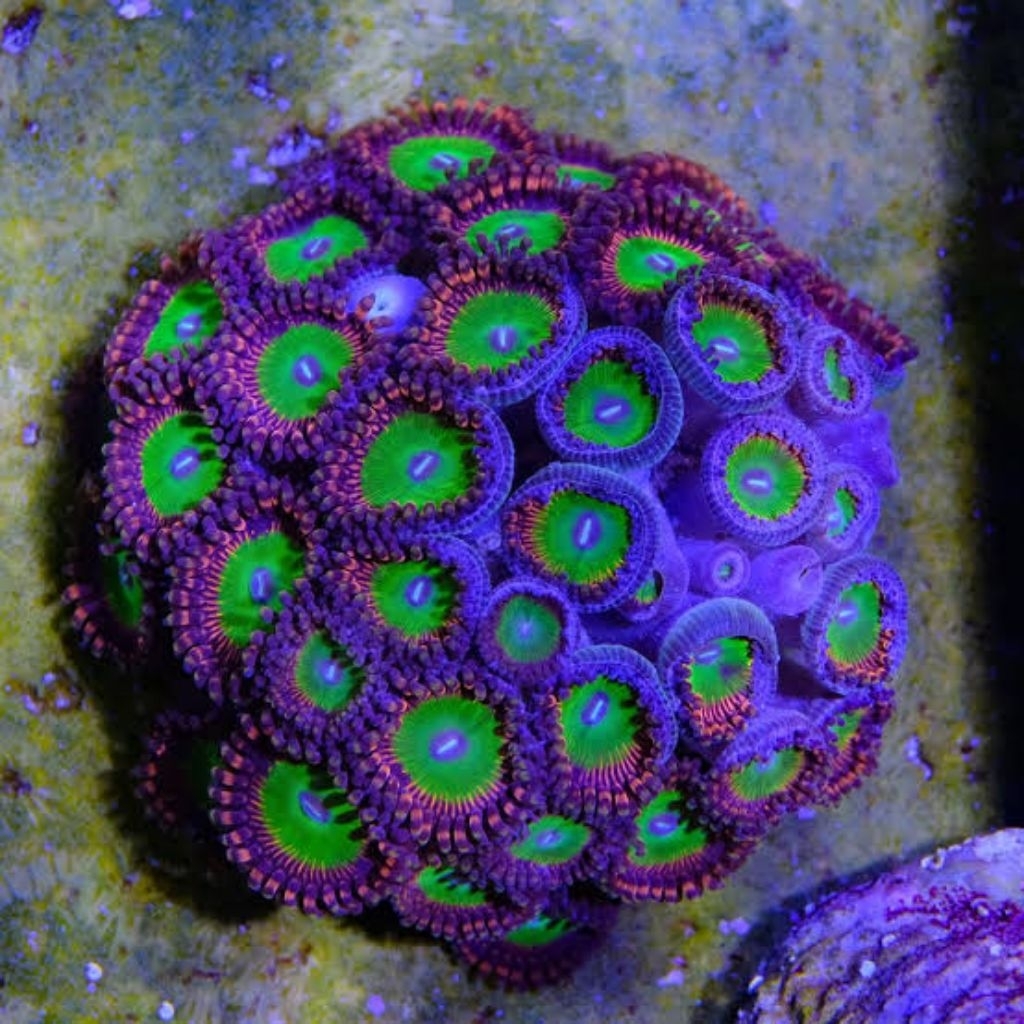 Zoa Candy apple / Zoanthid koloni / Zoa koloni