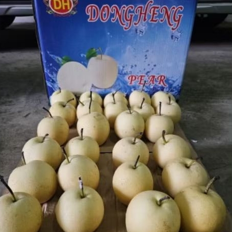 

Buah Pear Century Jual per 1 dus karton