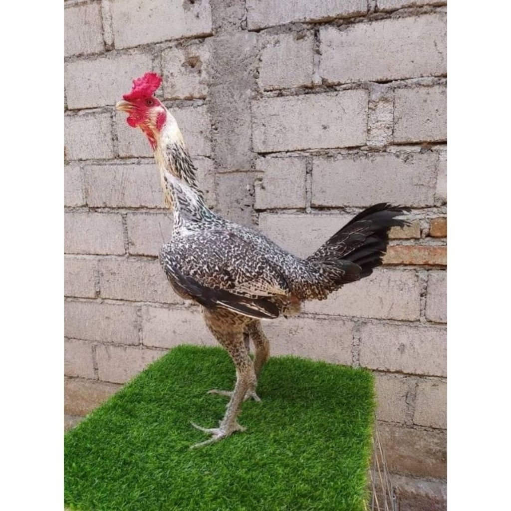 

Telur Tetas Ayam Bulbi Bojonegoro Fertil siap untuk ditetaskan