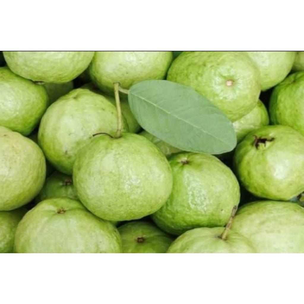 

JAMBU KRISTAL MIRIT KEBUMEN JAWATENGAH