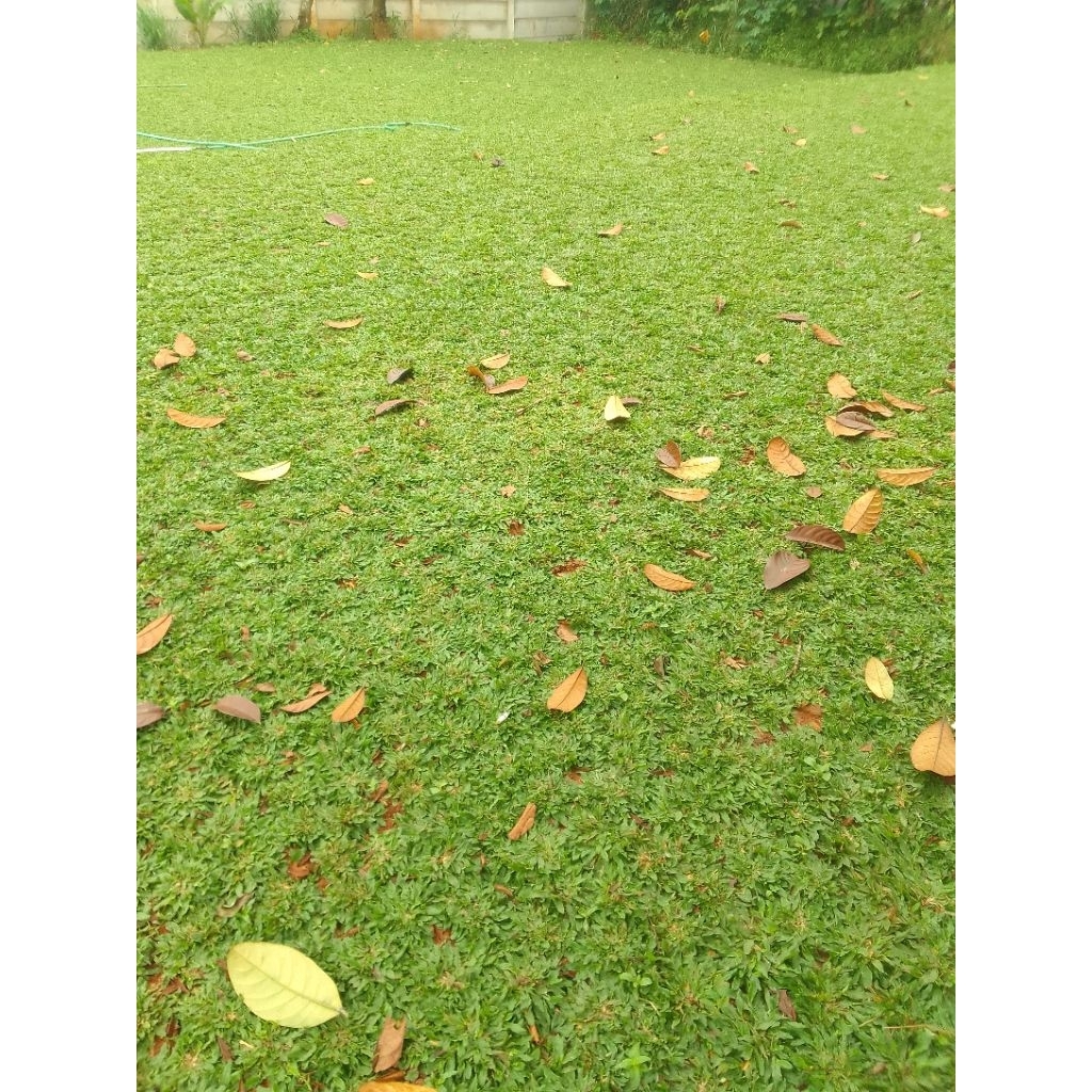 rumput gajah mini per 1meter