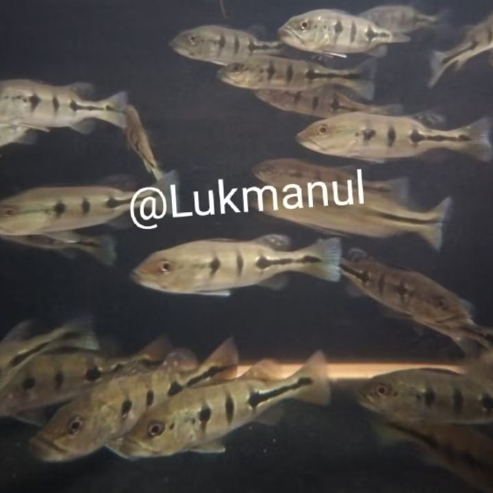 Ikan Peacock bass Pbass Orinoco