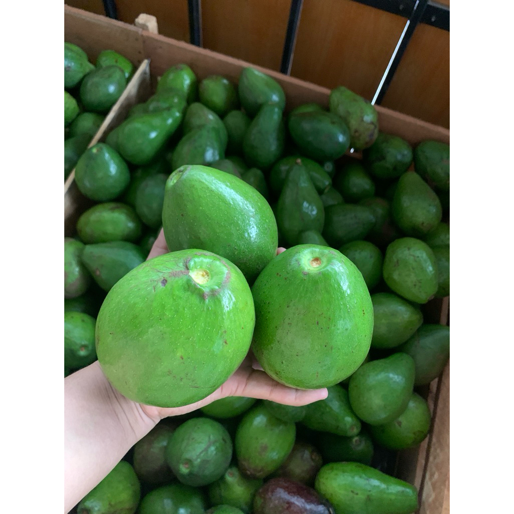 

Alpukat Lampung 1kg uk AB