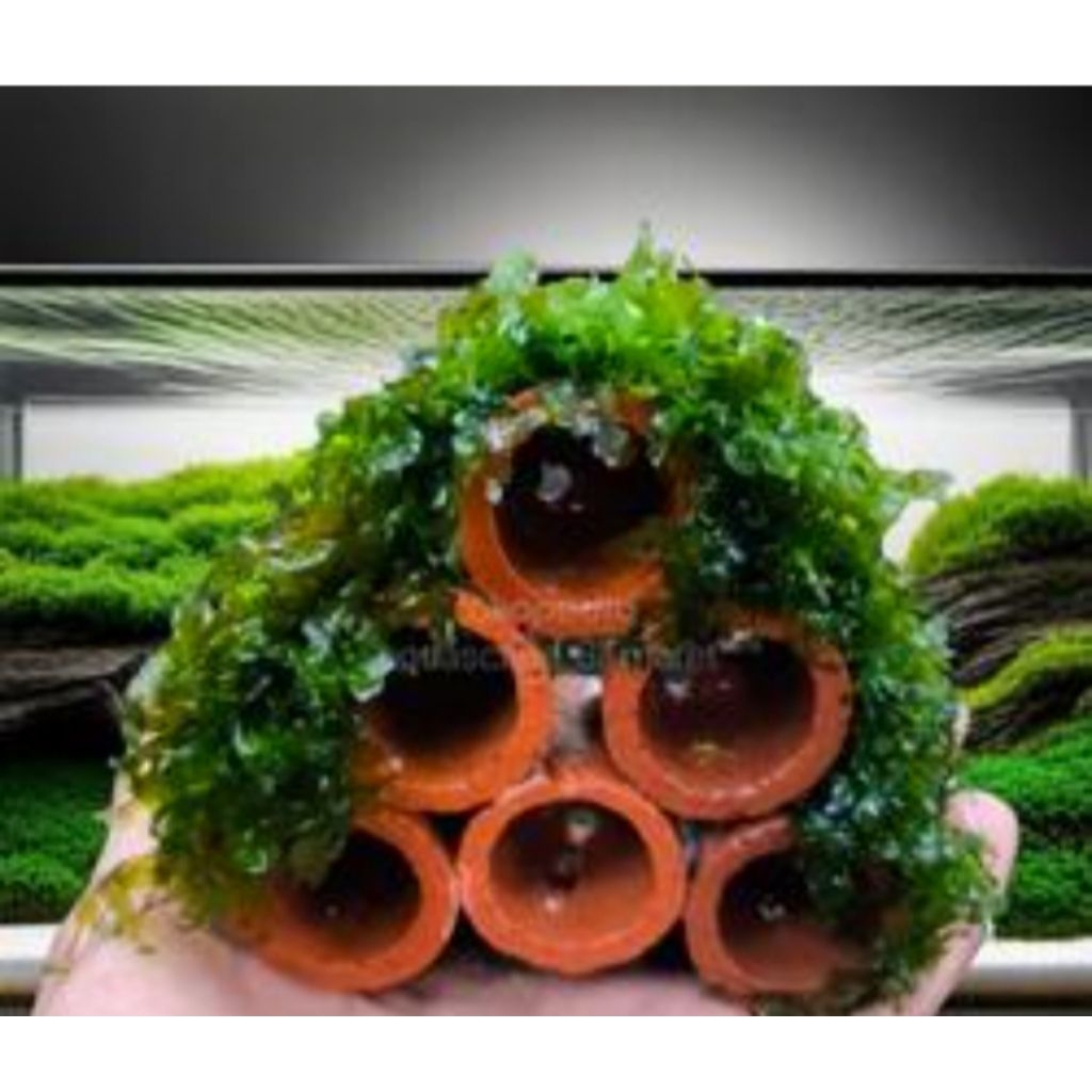 rumah udang hias/apartemen udang hias