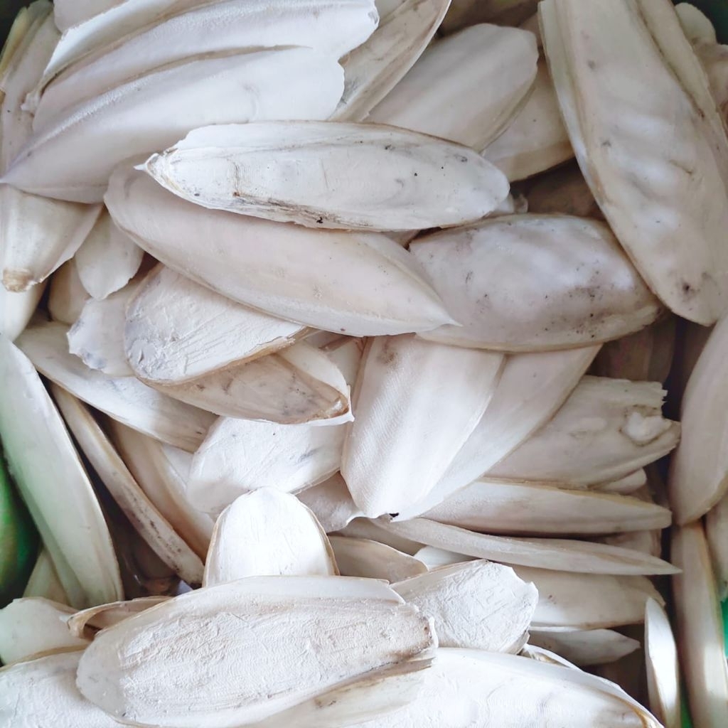 Tulang Sotong Cangkang Cumi SUPER GRADE A 500gram | Ukuran 10–15 cm | Alami Tanpa Pengawet | Pakan B