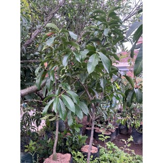 Bibit Tanaman Jambu Jamaika Darsono Tinggi 2M Kondisi Rimbun Siap Berbuah