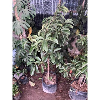 Bibit Tanaman Alpukat Kelud Kondisi Berbunga Tinggi 1,5M Kondisi Rimbun