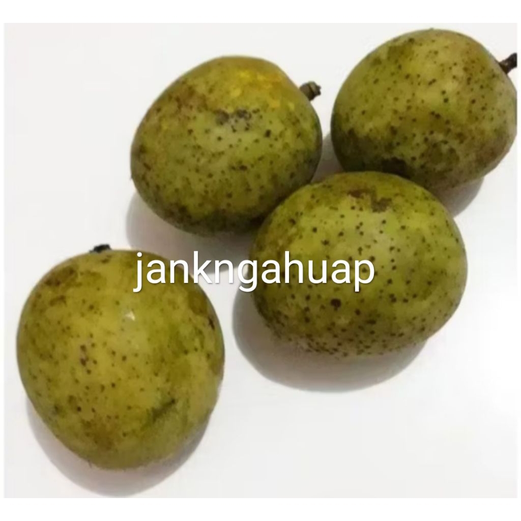 

Buah pakel muda|Limus muda buah ngidam 500 grm