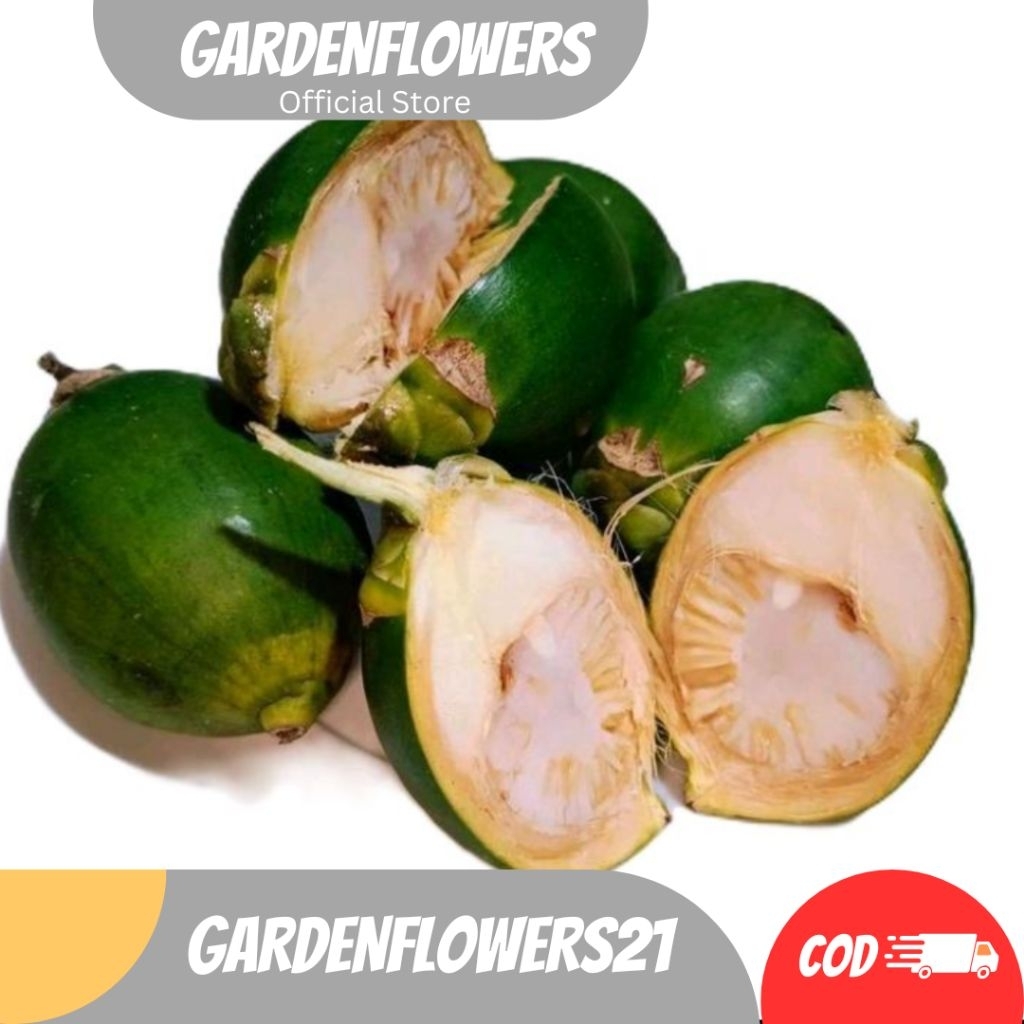 

BUAH PINANG MUDA SEGAR FRESH 1KG HERBAL TRADISIONAL