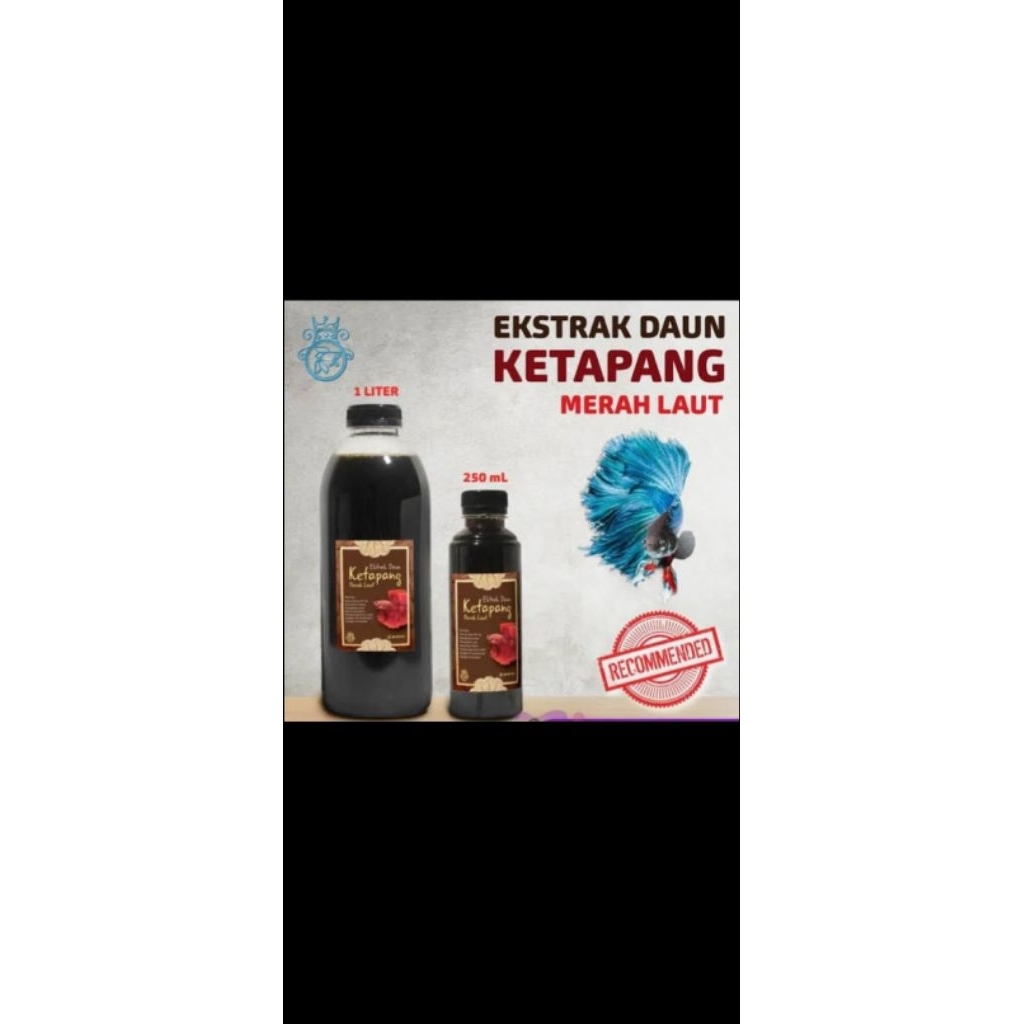 extrak daun Ketapang merah laut