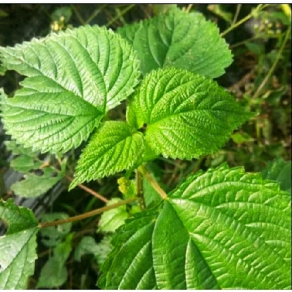 

Daun Jelatang Segar 500 Gram