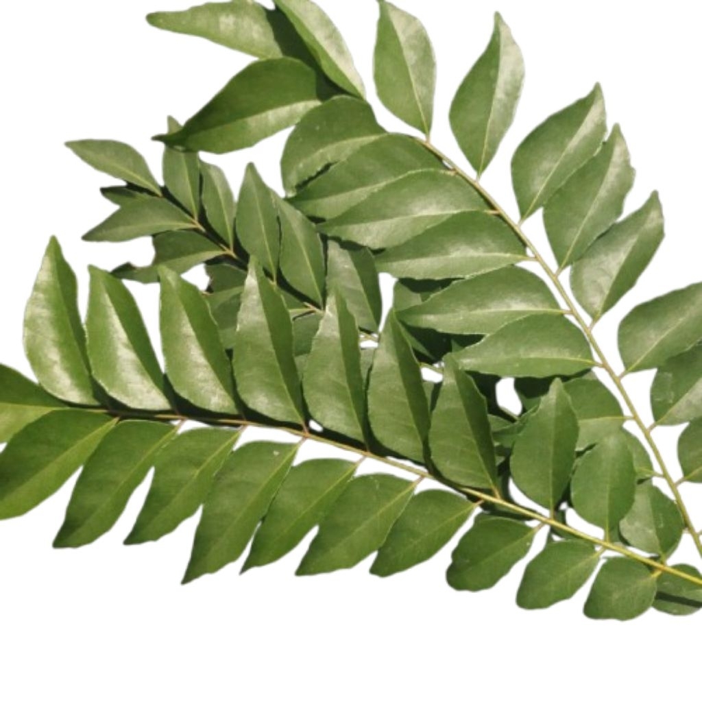 

Daun karie / salam koja 12 tangkai