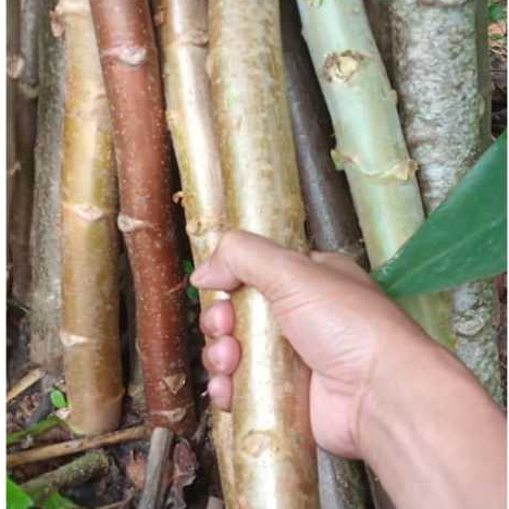 Bibit Singkong Karet Superan | Bibit Stek singkong Karet