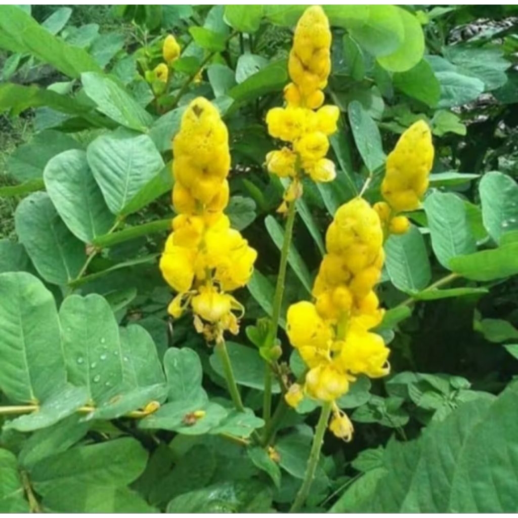 

Daun ketepeng / kimanila segar 500gram