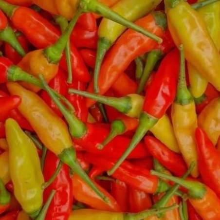 

CABE RAWIT SETAN/PEDAS/MURAH/BERKUALITAS 250gr/PREMIUM