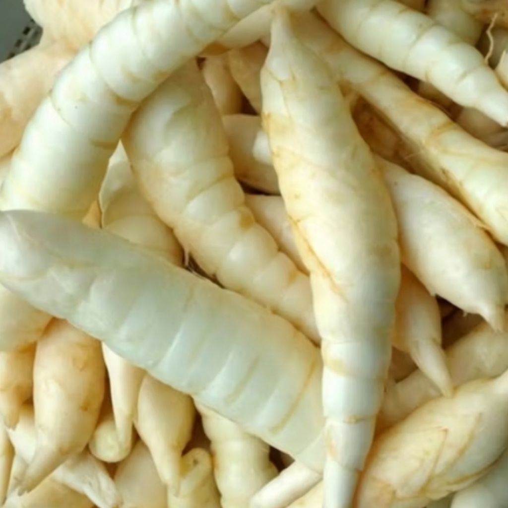 

Grosir ubi garut umbi garut 3 kg Fresh segar baru gali untuk gerd