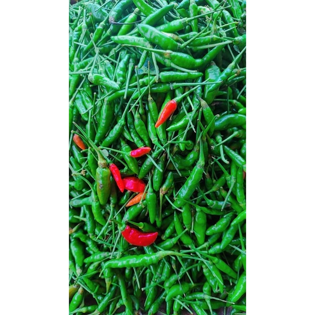 Cabe Rawit TW - TEWE Hijau Pedas