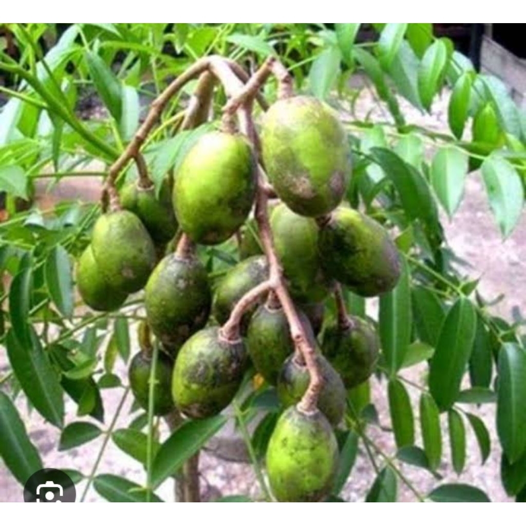 

kedongdong mini / kecil 1kg isi (10-20 buah )