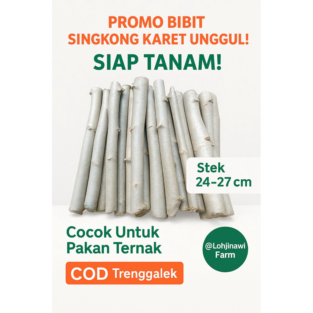 Bibit Singkong Karet Unggul Siap Tanam – Stek 24–27 cm / 1 Biji (COD)