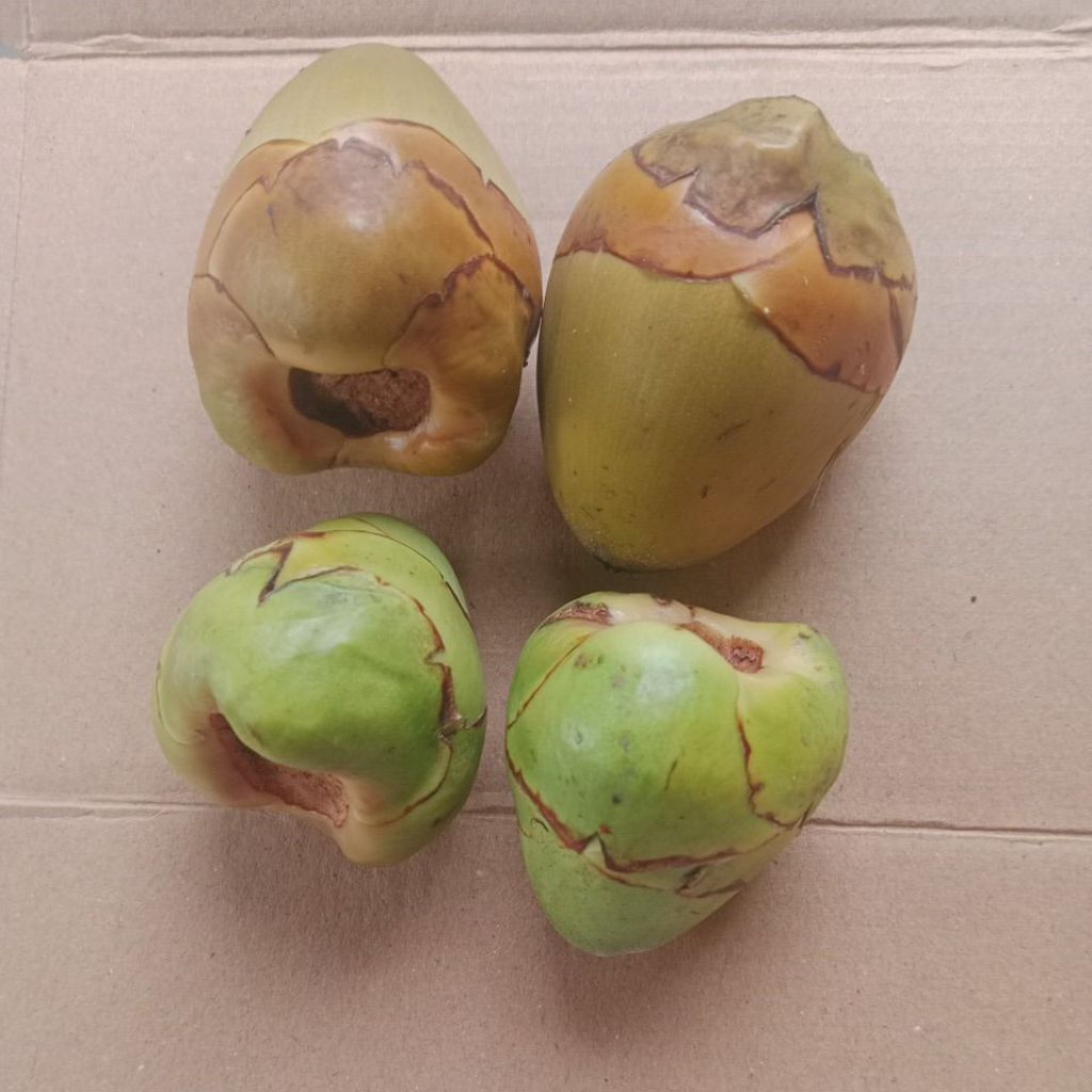 

(10 PCS) BULUK/CEMBULUK/BAKAL KELAPA/KELAPA KECIL FRESH HERBAL