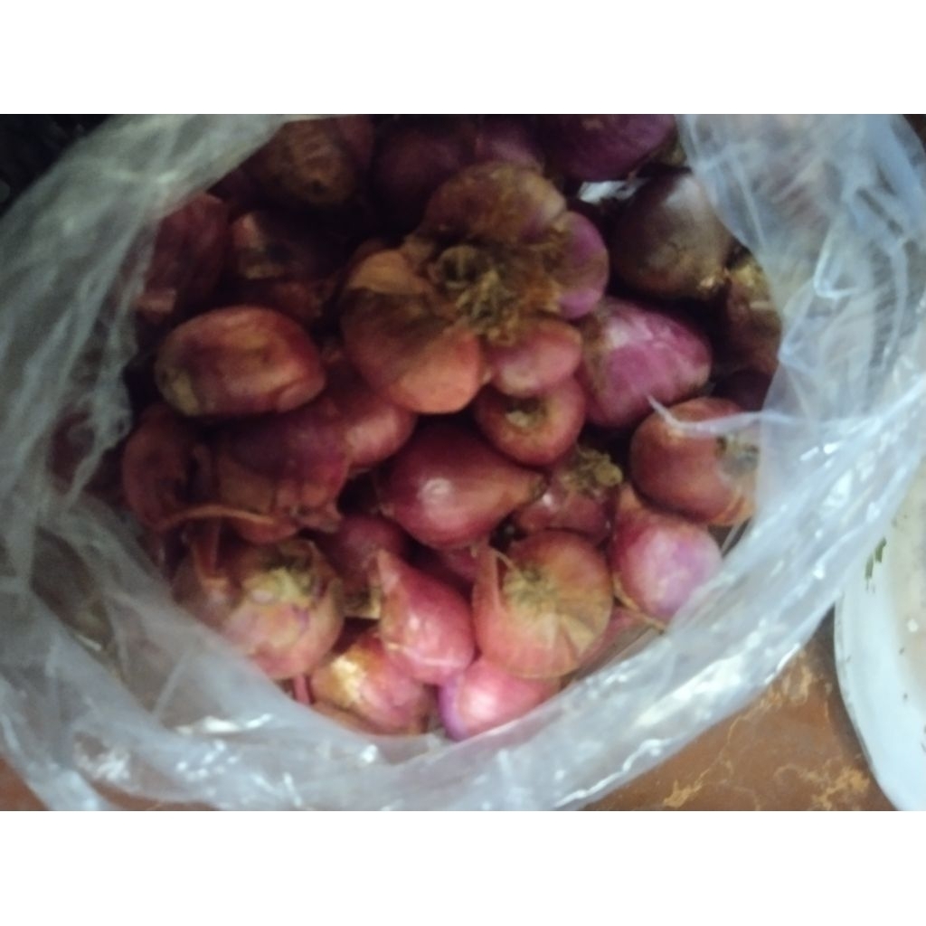 

bawang merah