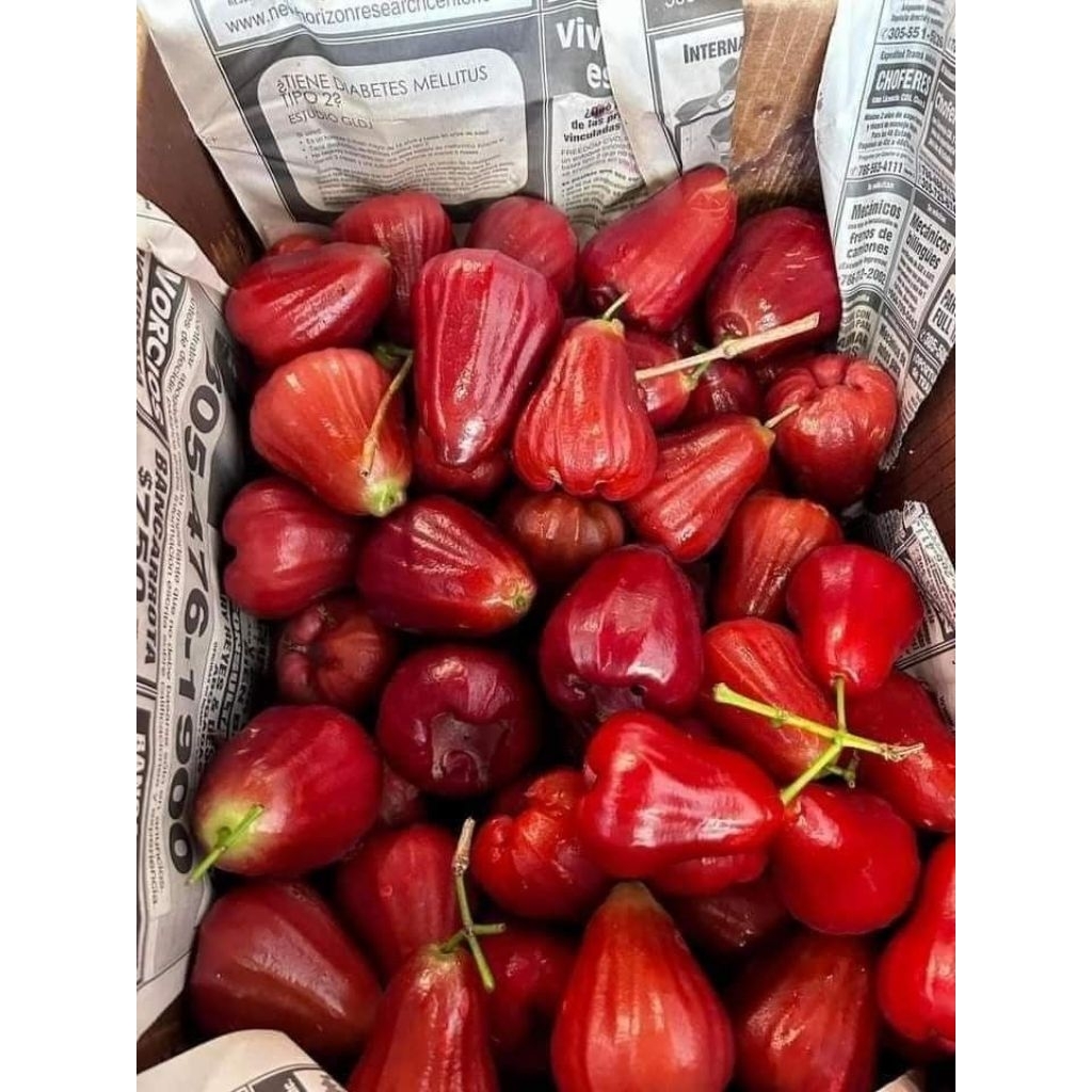 

JAMBU CITRA MANIS 1 KG GRADE A FRESH (Free Bumbu Rujak)