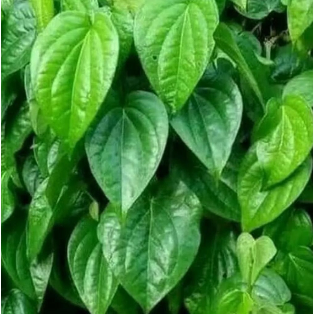 

DAUN SIRIH PUTIH 30 PCS,. #SIRIH BODAS #SIRIH HIJAU