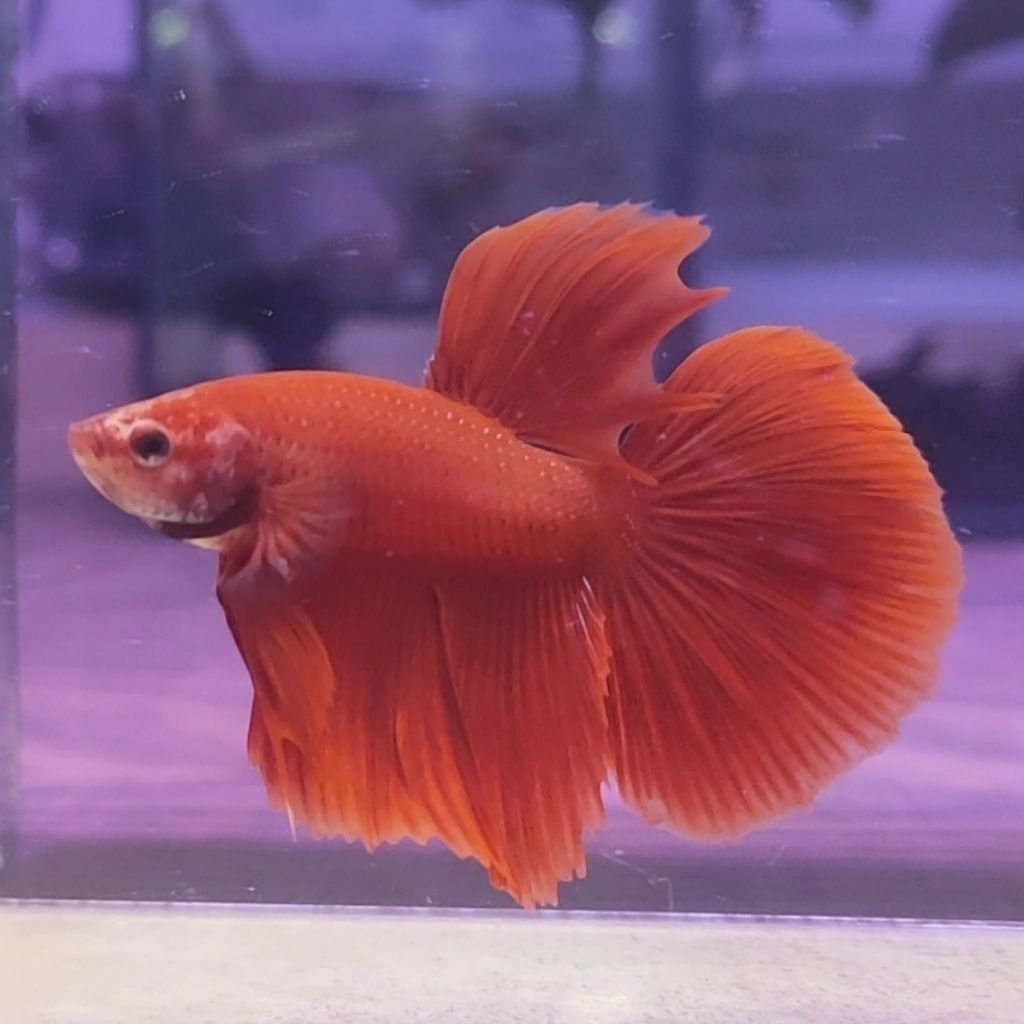 IKAN CUPANG HM SUPER RED (REAL PIC)