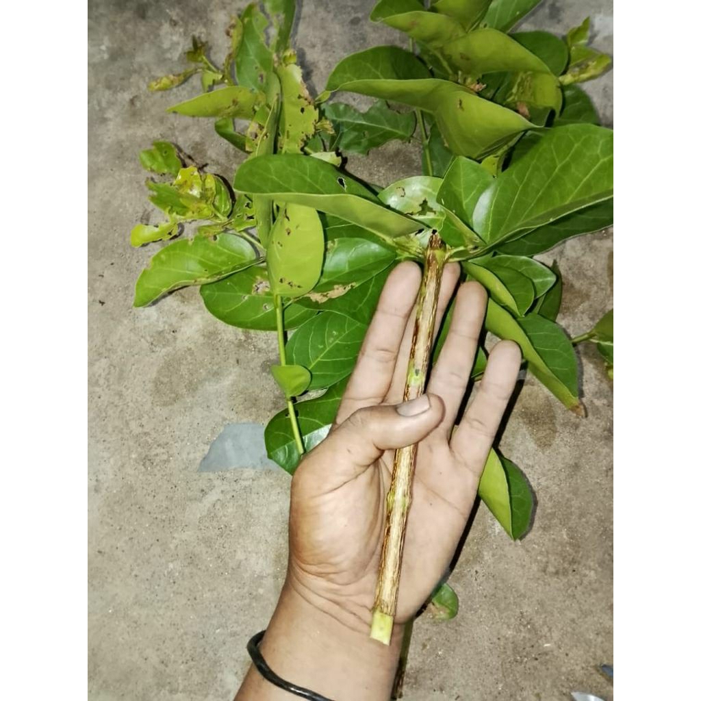 Sancang stek an atau batang Sancang -+setelunjuk