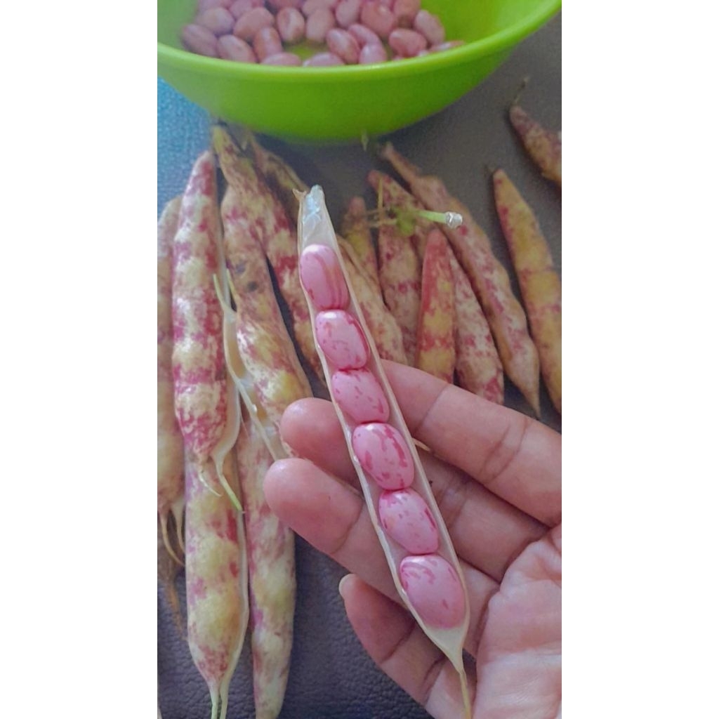 

kacang merah kupas segar organik 250 gram Cilacap