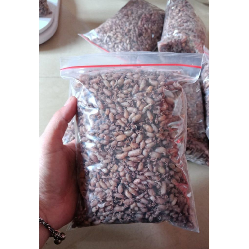 

baby cumi fresh 1 kg