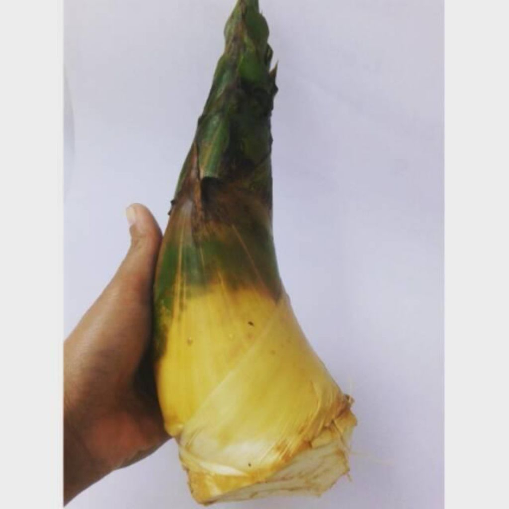 

REBUNG BAMBU KUNING 1KG