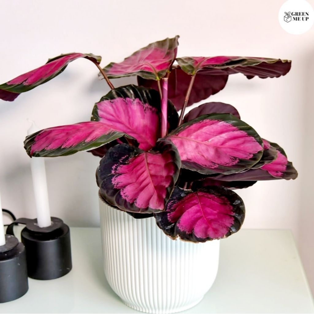 Tanaman Hias Calathea Crimson Pink Bunga Hias Calathea Calanthea Calatea Crimson Pink Anakan Murah B