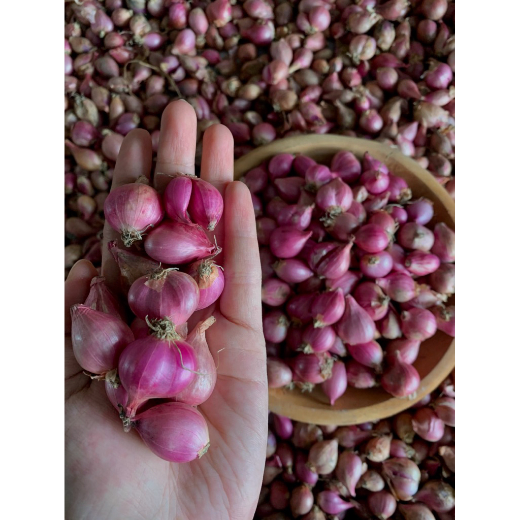 

(1 Kg) Bawang Merah Super Kering Bamer Termurah Berkualitas Lokal Nganjuk