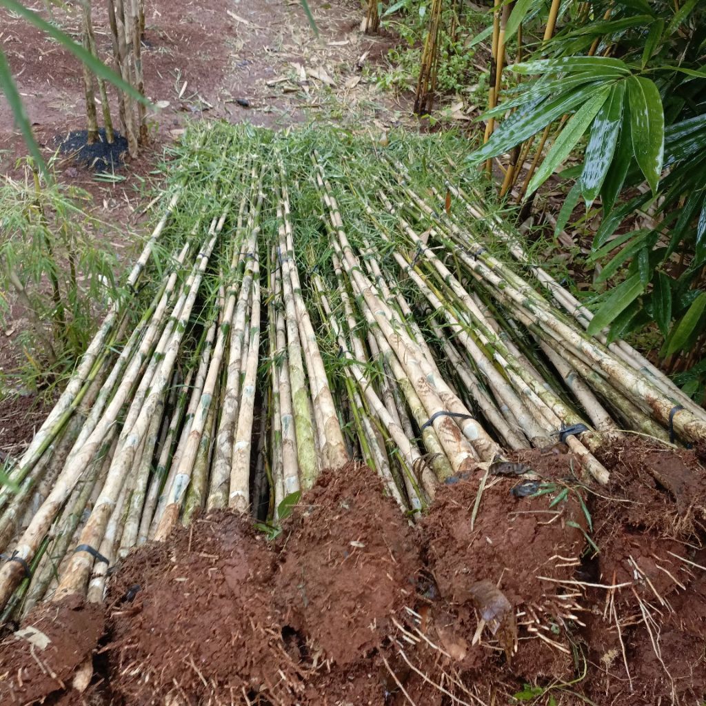 PROMO tanaman bambu jepang untuk pagar pohon bambu jepang hias tanaman pagar bambu jepang