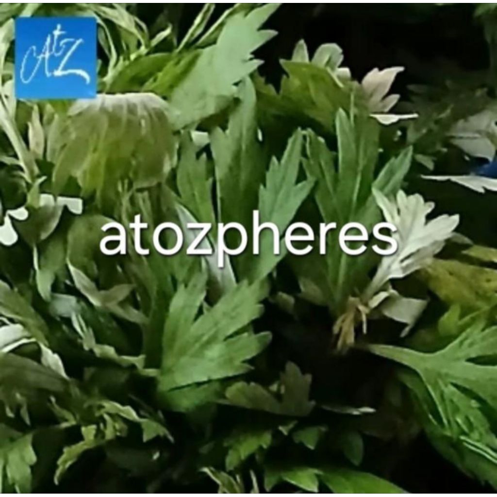 

Sayuran hijau daun baru cina hia china mugwort vegetable