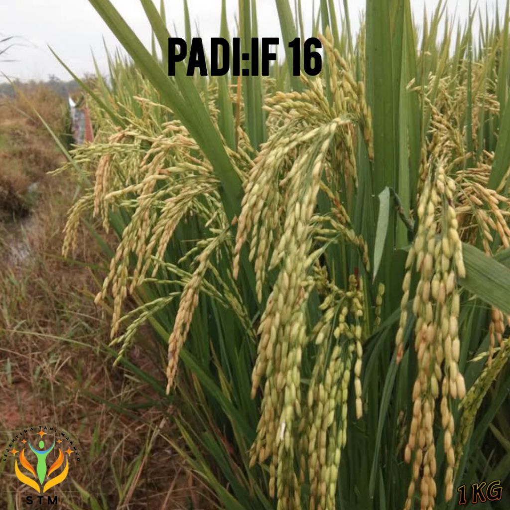 Bibit Padi IF 16 Super Kemasan 1Kg Unggul
