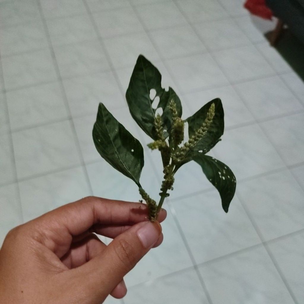

biji bayam