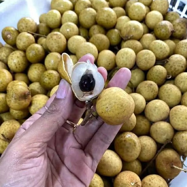 

KELENGKENG BANGKOK TANPA RANTING /selalu baru 1kg