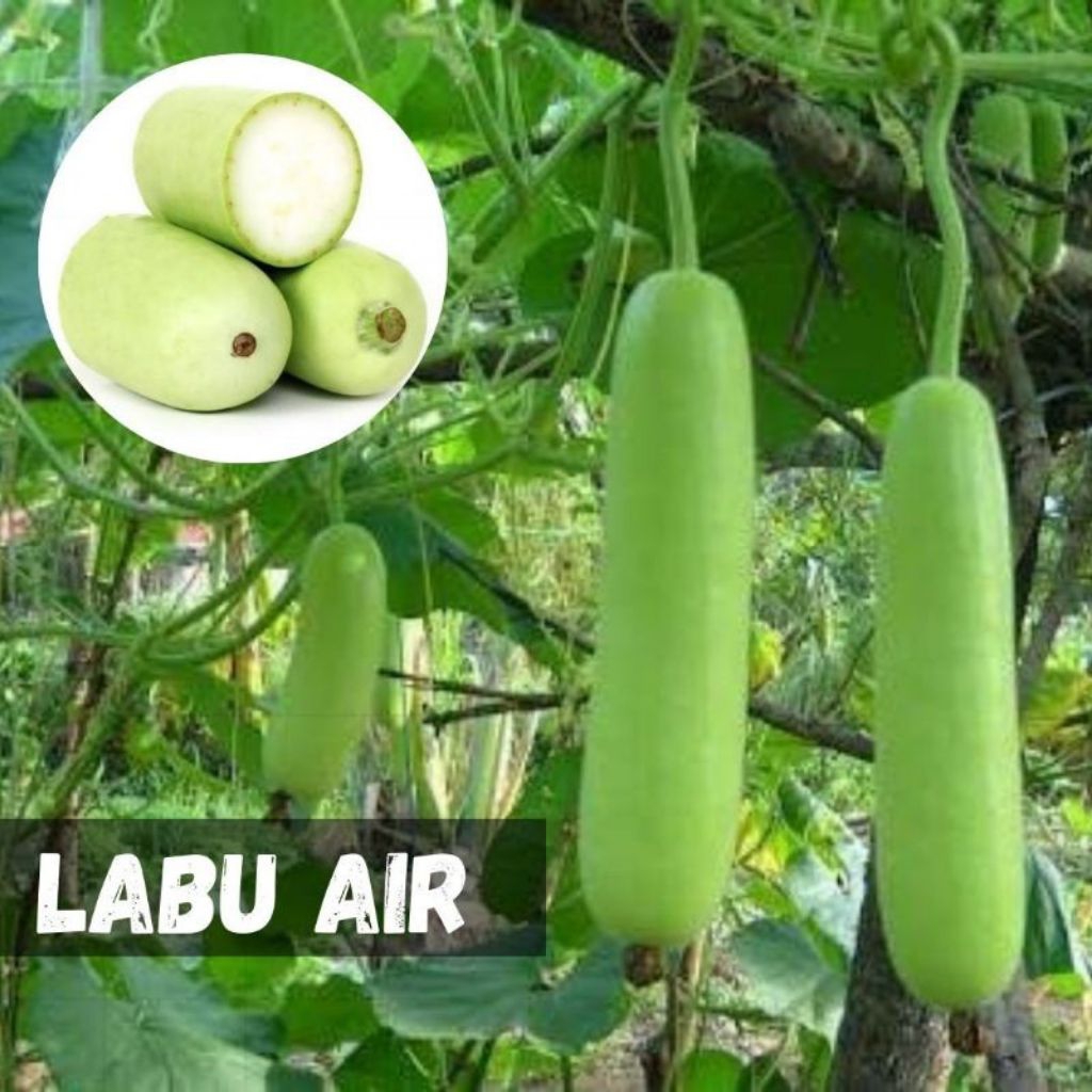 3 Benih Labu Air Labu Panjang Bibit Benih Biji Labu Parang Benih Seribuan Seribu