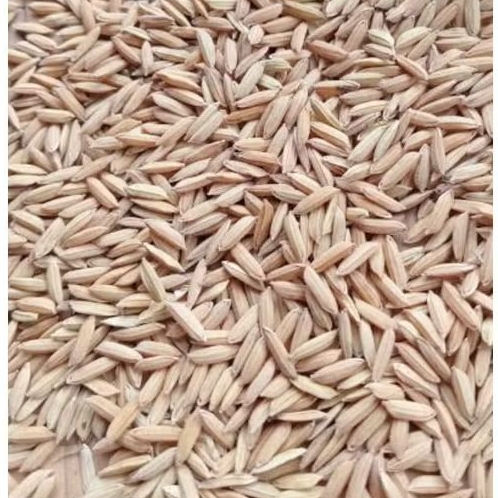 TERMURAH Gabah Padi pakan ayam jago ayam Bangkok 1kg