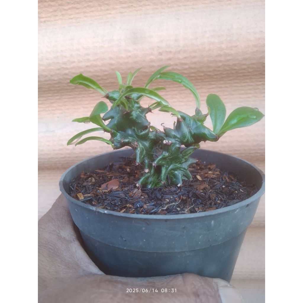 euphorbia ingens monstrose