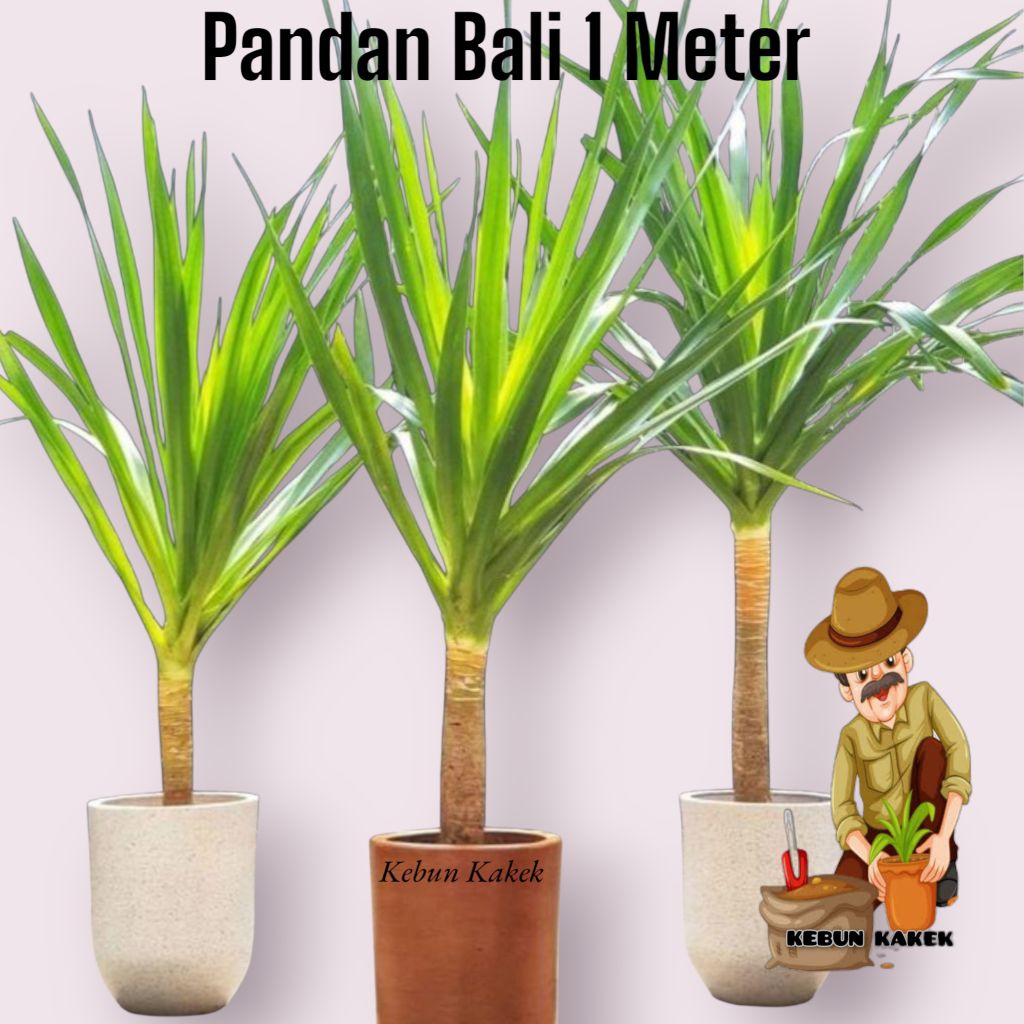 Tanaman Hias Pandan Bali 1 Meter / Pohon Pandan Bali Tinggi 1 Meter