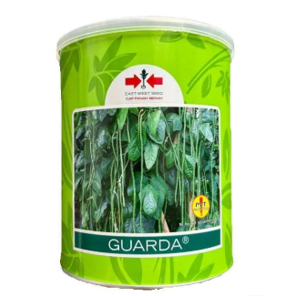 

Benih Kacang panjang GUARDA 500 gram dari panah merah warna hijau tahan gemini virus
