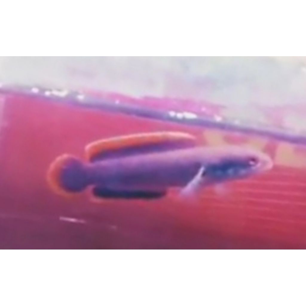 limbata WC lawu rim tebal