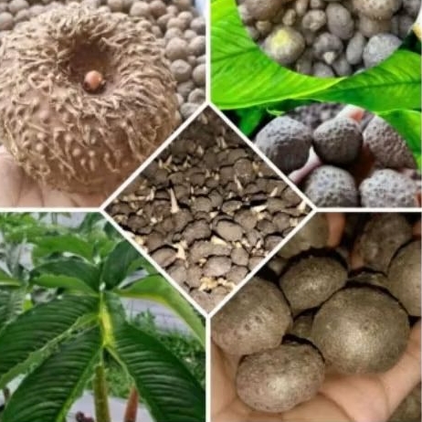 bibit umbi porang segar 250gr/porang katak fress/tanaman herbal