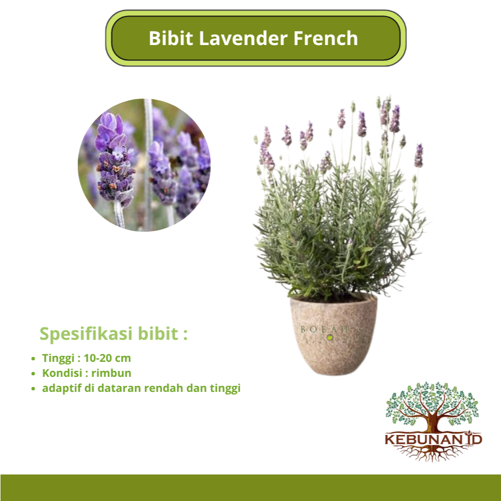 Bibit French Lavender/Lavender French Asli Wangi/Bibit Bunga French Lavender