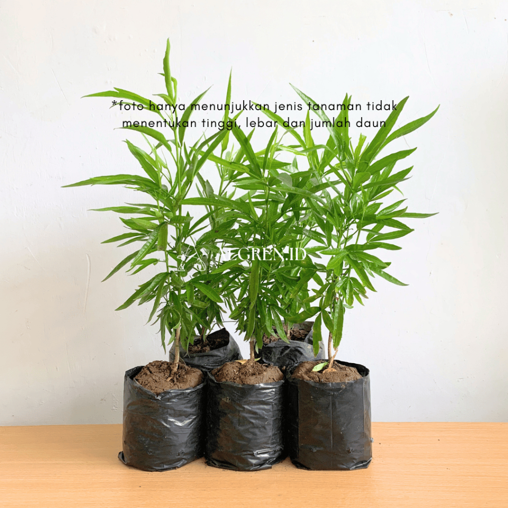 Zodia (Polybag) | Tanaman Pengusir Nyamuk | Tanaman Zodia