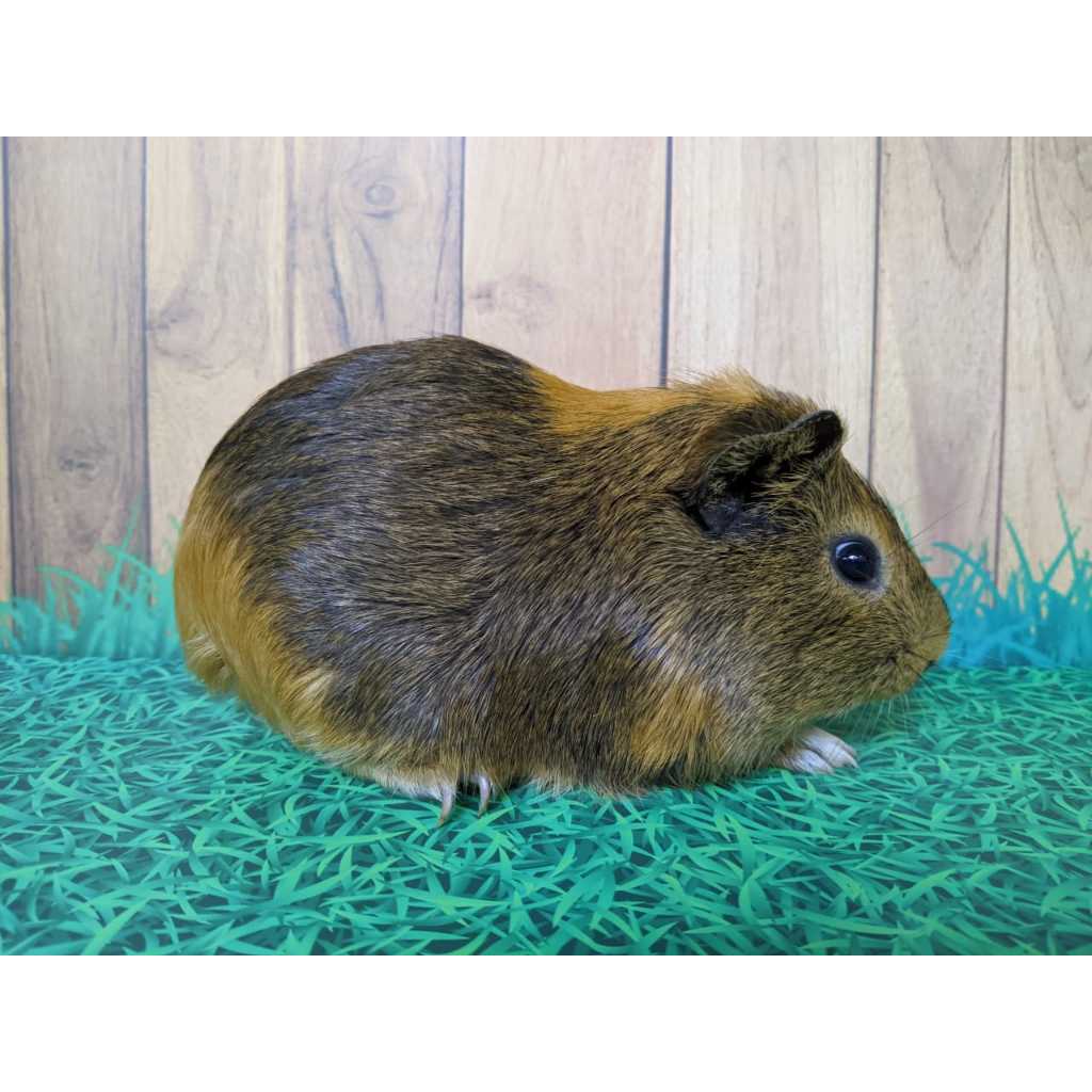 marmut hias / guinea pig lokal